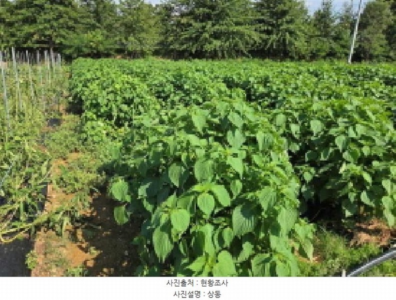 2025타경12255 충청남도 아산시 둔포면 둔포리 174-1 농지 경매 이미지