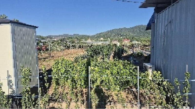 2025타경11791 충청남도 천안시 서북구 입장면 시장리 27-1 과수원 경매 이미지