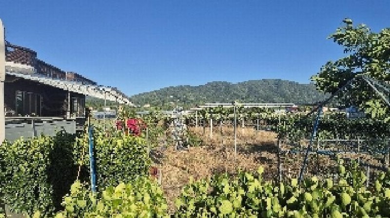 2025타경11791 충청남도 천안시 서북구 입장면 시장리 27-1 과수원 경매 이미지