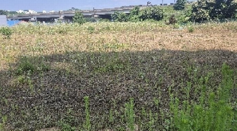 2025타경11809 충청남도 천안시 동남구 목천읍 삼성리 산51 임야 경매 이미지