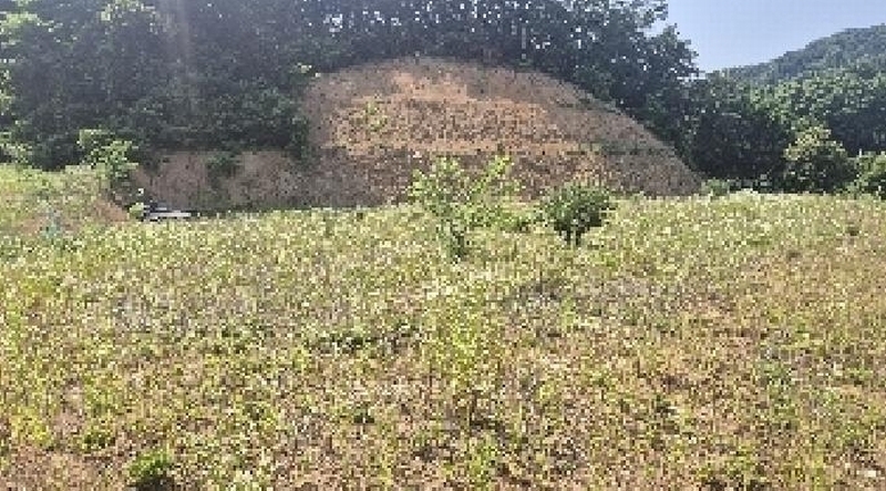 2025타경11809 충청남도 천안시 동남구 목천읍 삼성리 산51 임야 경매 이미지