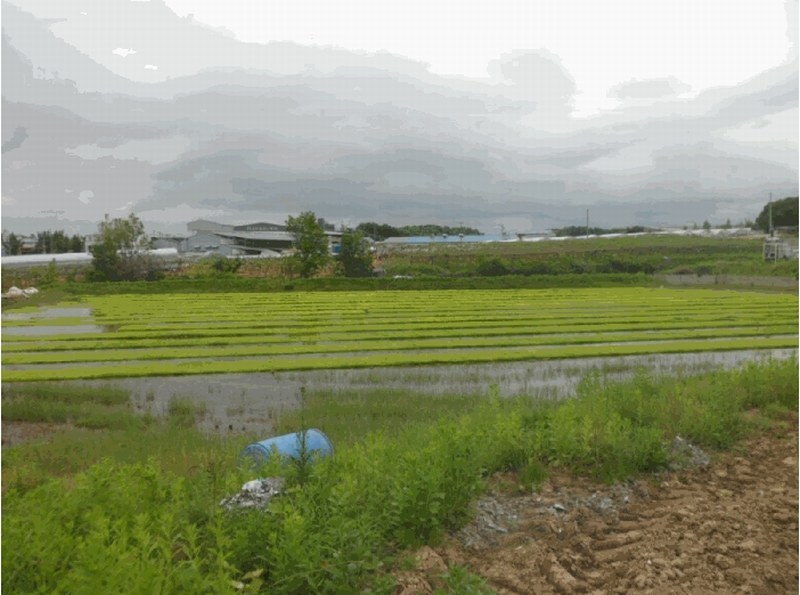 2025타경11678 충청남도 천안시 성거읍 문덕리 231-2 농지 경매 이미지
