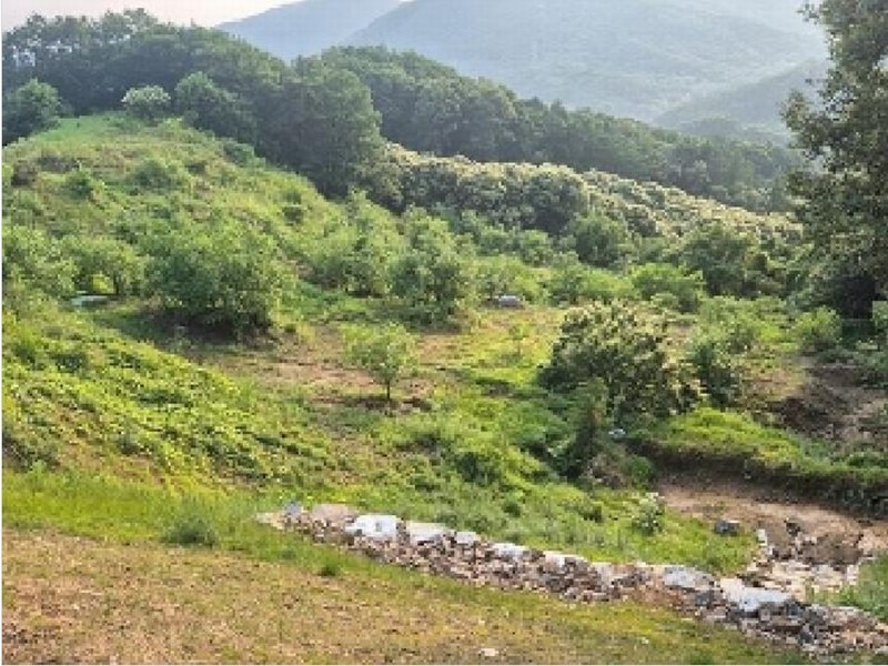 2025타경11725 충청남도 천안시 동남구 목천읍 석천리 산49 임야 경매 이미지