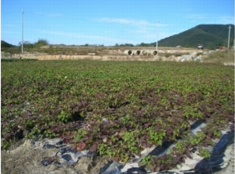2020타경1853 충청남도 공주시 계룡면 하대리 260-11 농지 경매 이미지
