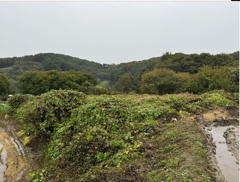 2024타경1233 충청남도 청양군 화성면 구재리 87 농지 경매 이미지