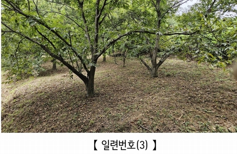 2025타경20424 충청남도 공주시 의당면 월곡리 185-1 과수원 경매 이미지