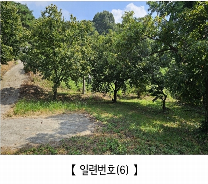2025타경20424 충청남도 공주시 의당면 월곡리 185-1 과수원 경매 이미지