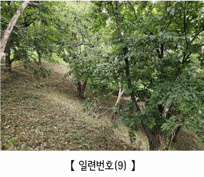 2025타경20424 충청남도 공주시 의당면 월곡리 185-1 과수원 경매 이미지