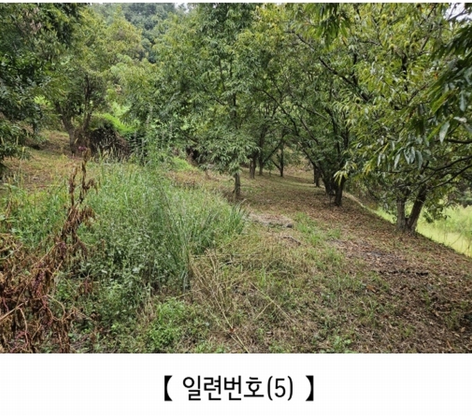 2025타경20424 충청남도 공주시 의당면 월곡리 185-1 과수원 경매 이미지