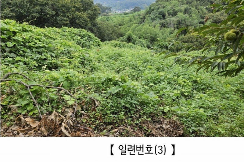 2025타경20424 충청남도 공주시 의당면 월곡리 185-1 과수원 경매 이미지