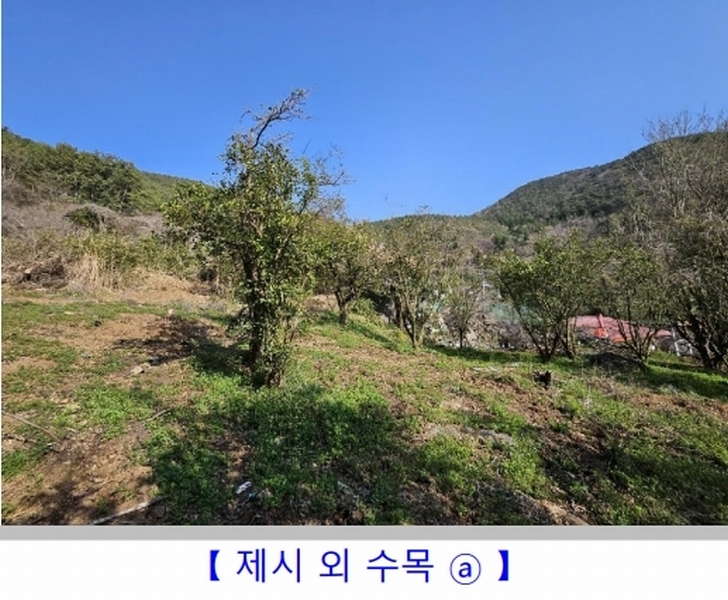 2024타경1424 경상남도 통영시 용남면 장문리 411-1 대지 경매 이미지
