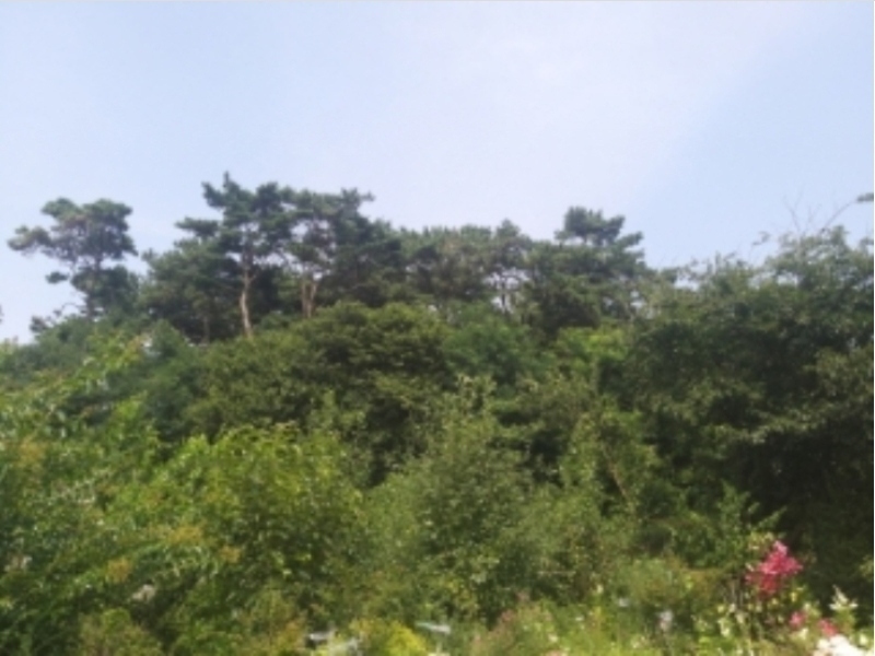 2024타경55592 충청남도 당진시 송악읍 부곡리 186-60 임야 경매 이미지