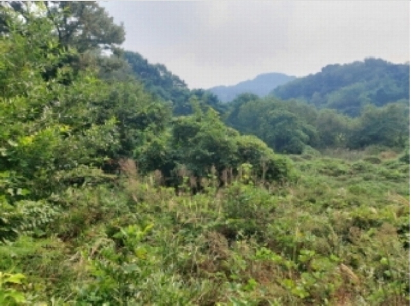 2024타경58546 충청남도 당진시 순성면 본리 557 임야 경매 이미지