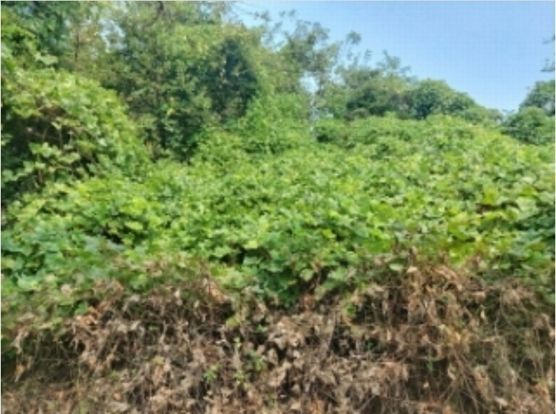 2024타경58546 충청남도 당진시 순성면 본리 557 임야 경매 이미지