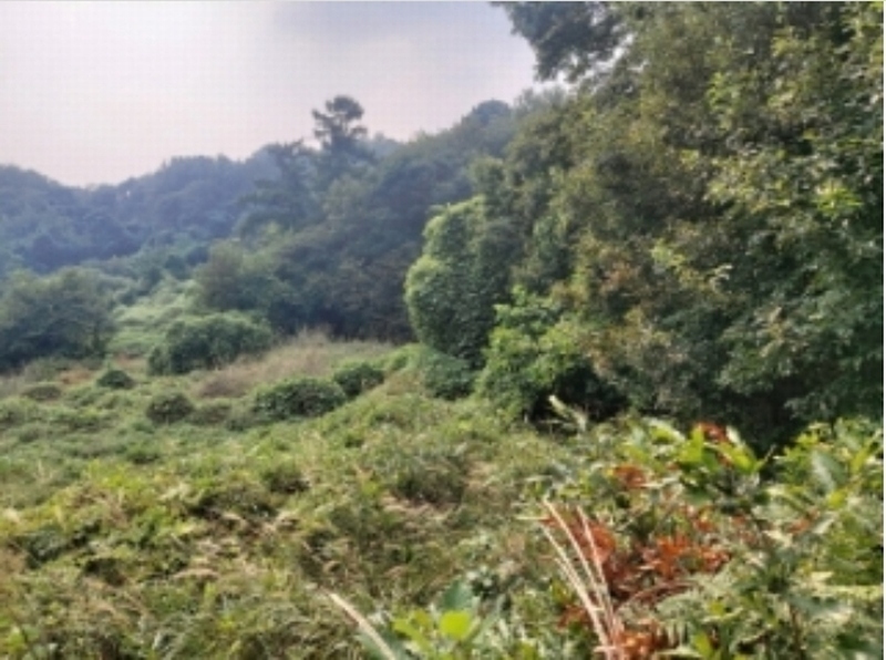 2024타경58546 충청남도 당진시 순성면 본리 557 임야 경매 이미지