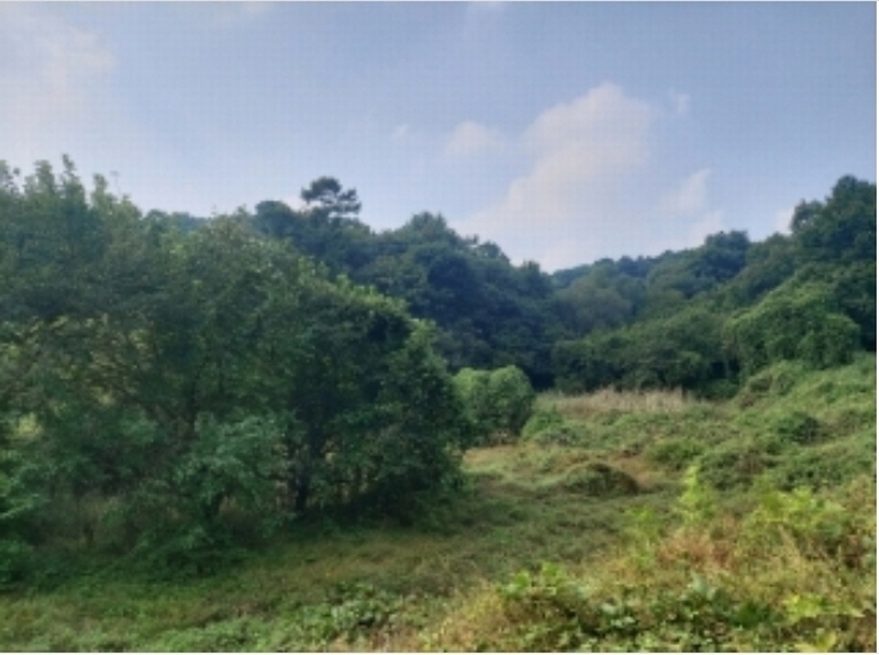 2024타경58546 충청남도 당진시 순성면 본리 557 임야 경매 이미지