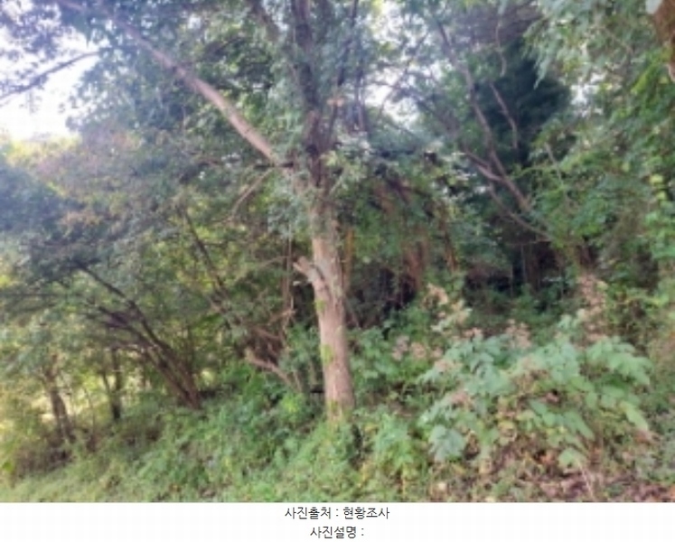 2024타경59273 충청남도 당진시 면천면 원동리 167-1 농지 경매 이미지