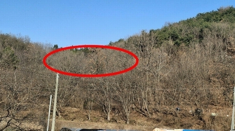2024타경4907 충청남도 당진시 고대면 항곡리 산39-1 임야 경매 이미지