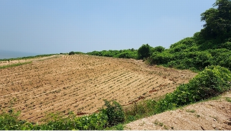2024타경55721 충청남도 태안군 고남면 누동리 914 임야 경매 이미지