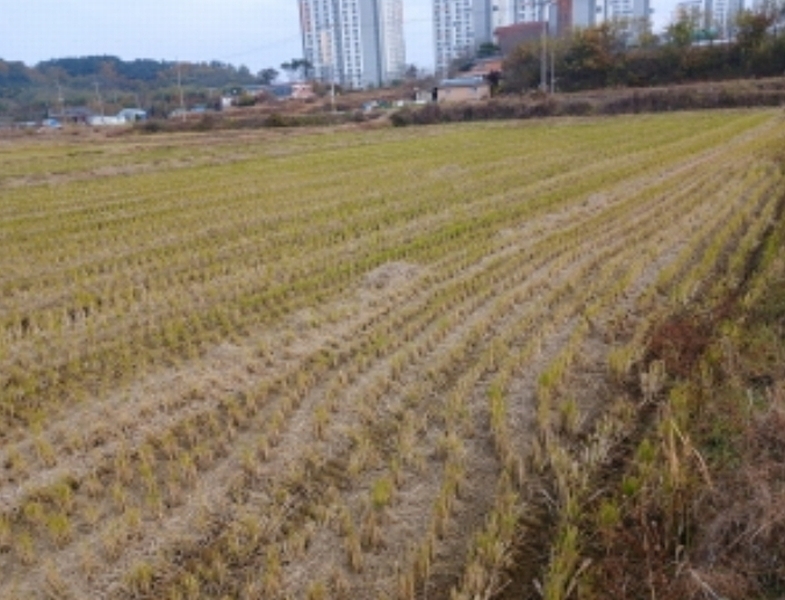 2024타경59976 충청남도 당진시 고대면 성산리 237-6 농지 경매 이미지