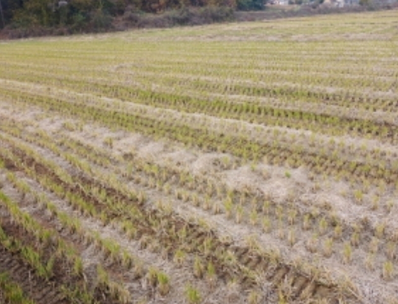 2024타경59976 충청남도 당진시 고대면 성산리 237-6 농지 경매 이미지