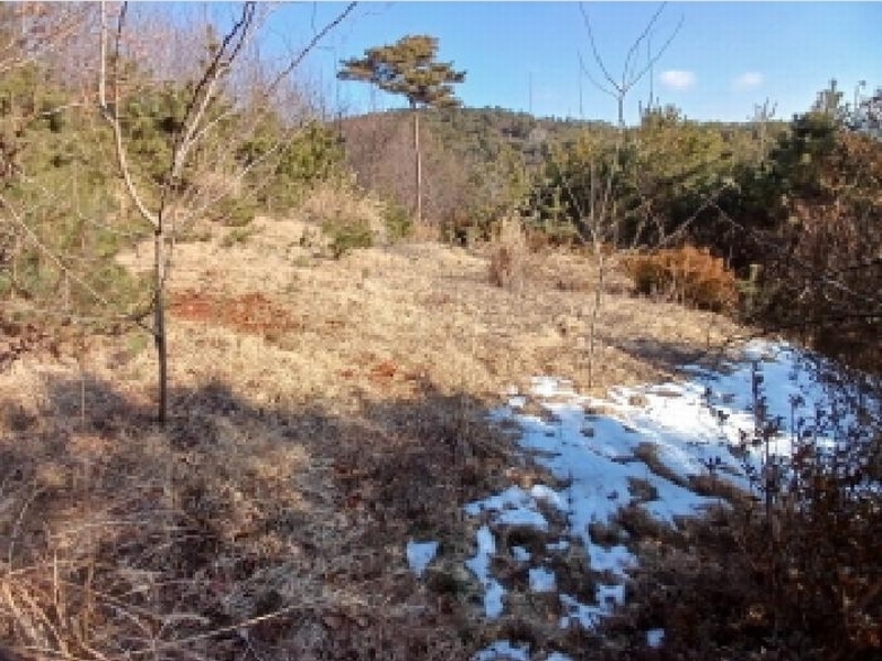 2025타경50785 충청남도 서산시 지곡면 환성리 562-6 임야 경매 이미지