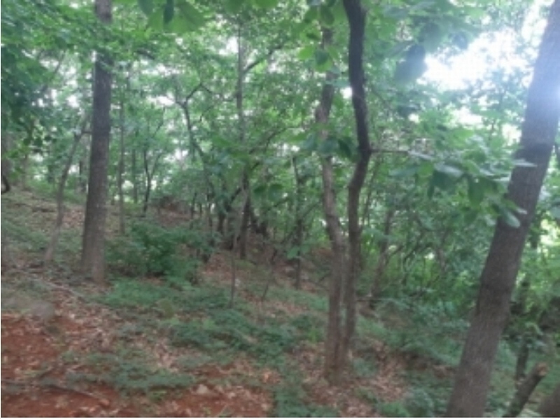 2024타경2390 충청남도 당진시 송악읍 금곡리 305-9 임야 경매 이미지