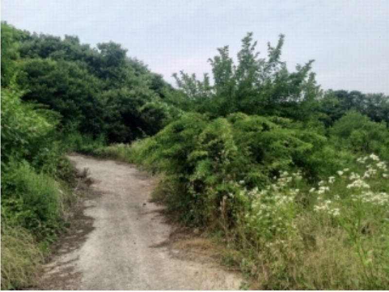 2024타경2390 충청남도 당진시 송악읍 금곡리 305-9 임야 경매 이미지
