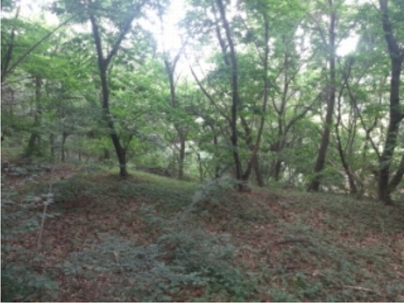 2024타경2390 충청남도 당진시 송악읍 금곡리 305-9 임야 경매 이미지