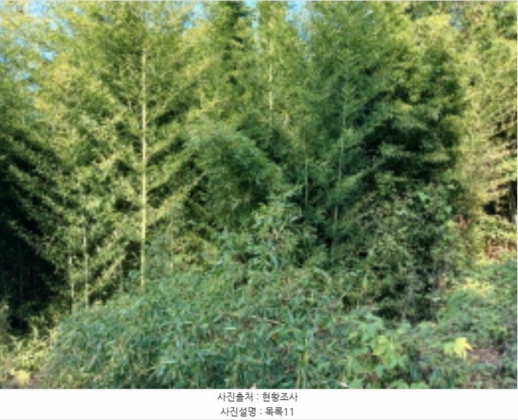 2024타경4037 충청남도 당진시 석문면 통정리 417-1 임야 경매 이미지