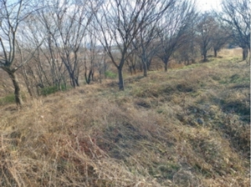 2024타경4914 충청남도 당진시 신평면 초대리 628-31 임야 경매 이미지