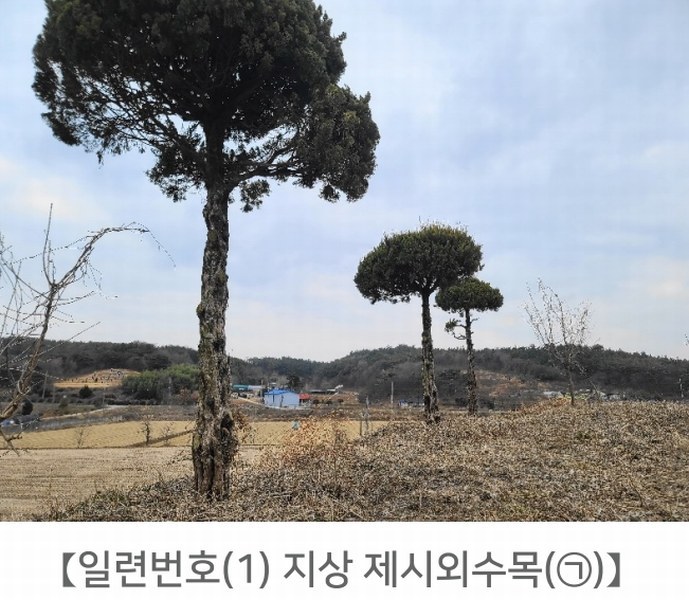 2024타경62064 충청남도 당진시 대호지면 장정리 380-1 임야 경매 이미지