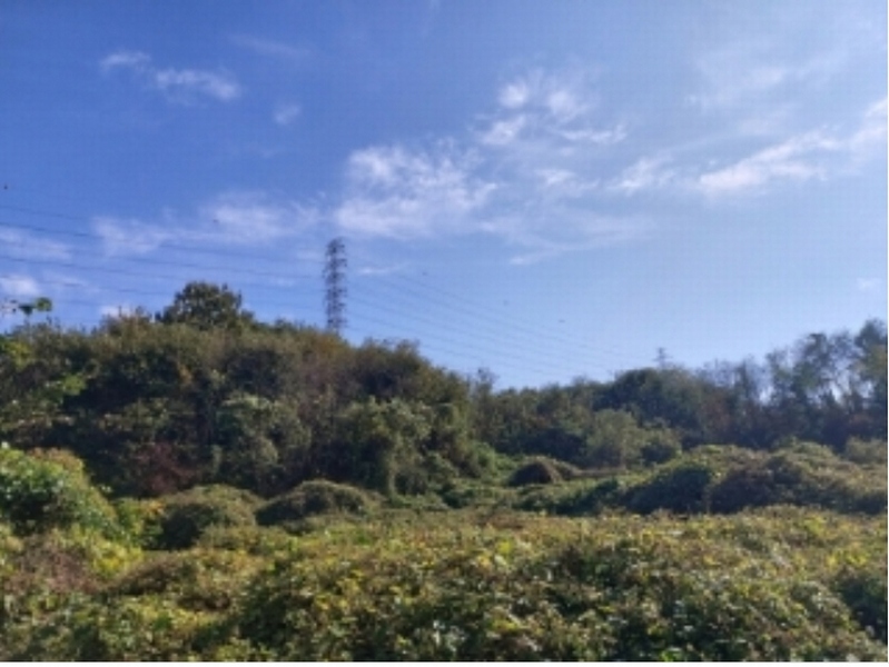 2024타경4525 충청남도 당진시 송악읍 석포리 351-20 임야 경매 이미지