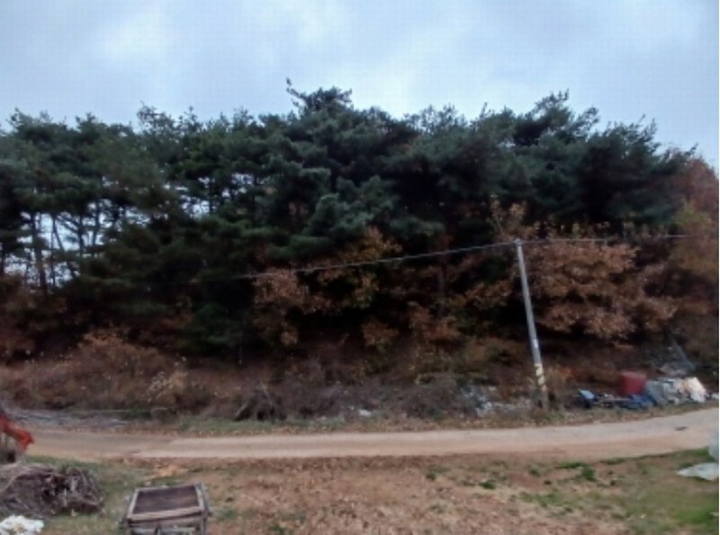 2024타경60518 충청남도 당진시 대호지면 사성리 181-3 임야 경매 이미지