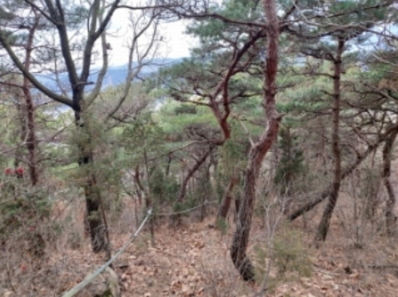 2024타경61573 충청남도 당진시 구룡동 산191-3 임야 경매 이미지