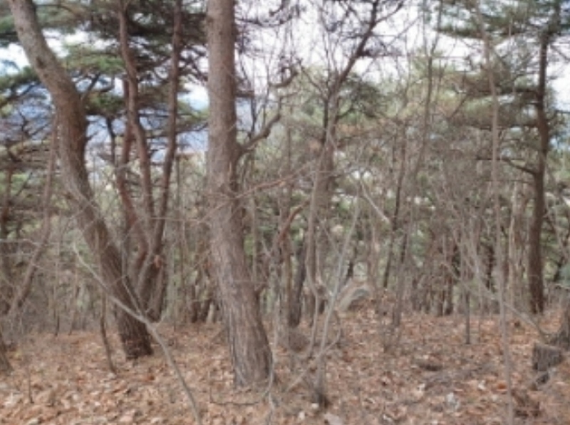 2024타경61573 충청남도 당진시 구룡동 산191-3 임야 경매 이미지