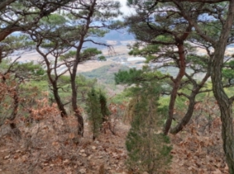 2024타경61573 충청남도 당진시 구룡동 산191-3 임야 경매 이미지