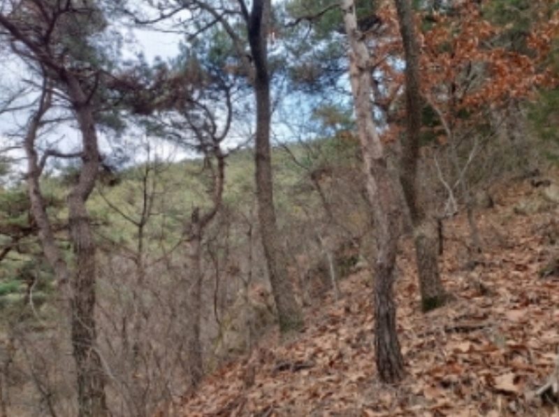2024타경61573 충청남도 당진시 구룡동 산191-3 임야 경매 이미지