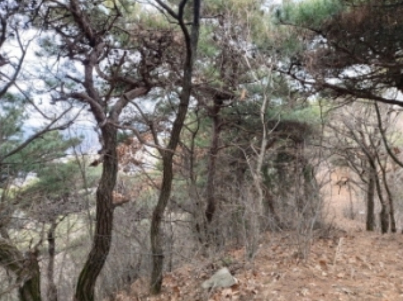 2024타경61573 충청남도 당진시 구룡동 산191-3 임야 경매 이미지