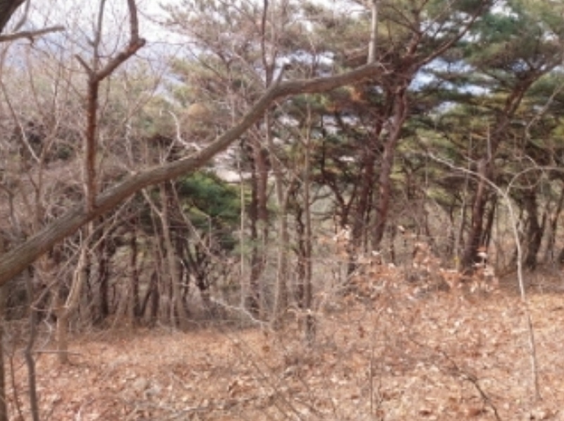 2024타경61573 충청남도 당진시 구룡동 산191-3 임야 경매 이미지