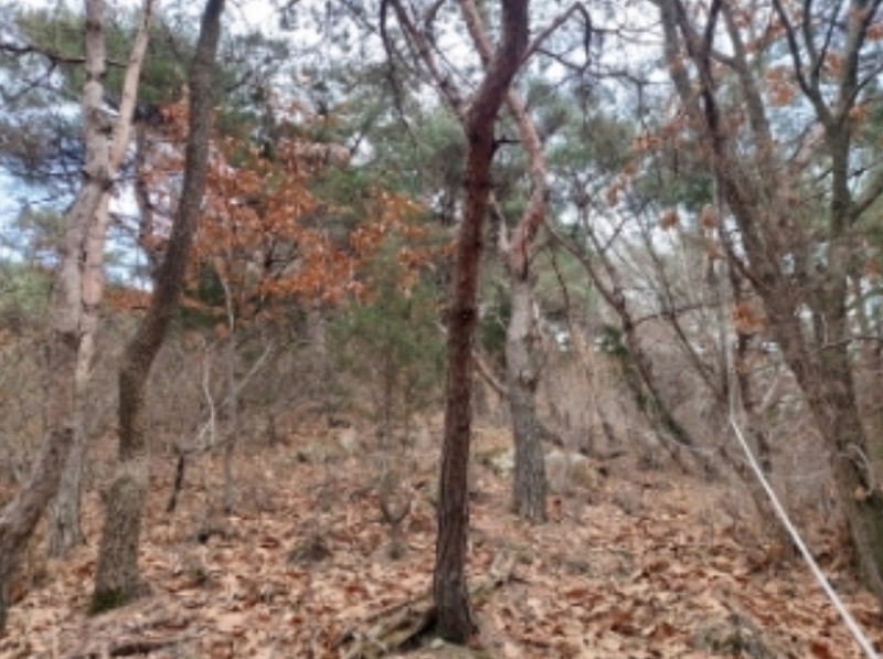 2024타경61573 충청남도 당진시 구룡동 산191-3 임야 경매 이미지