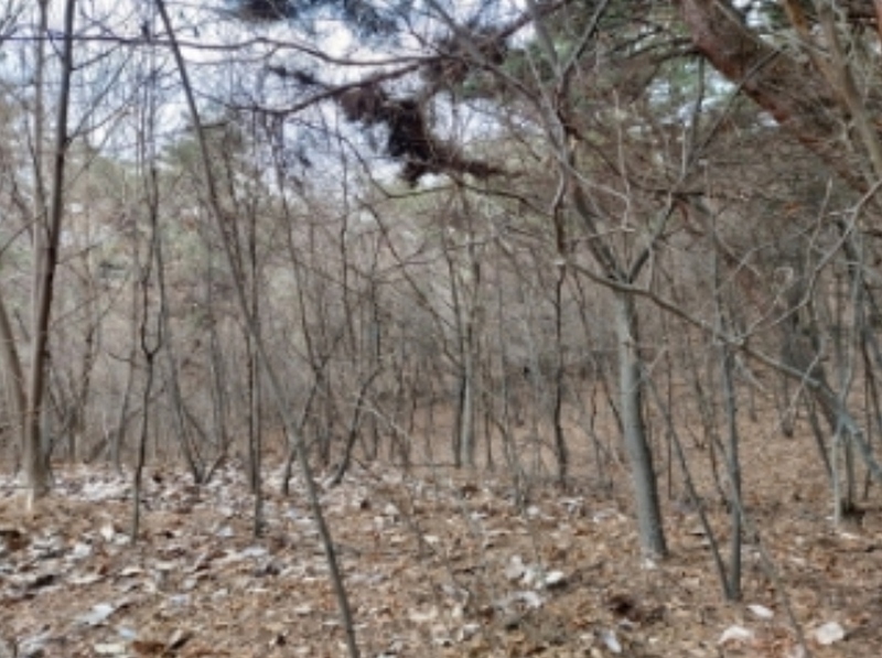 2024타경61573 충청남도 당진시 구룡동 산191-3 임야 경매 이미지