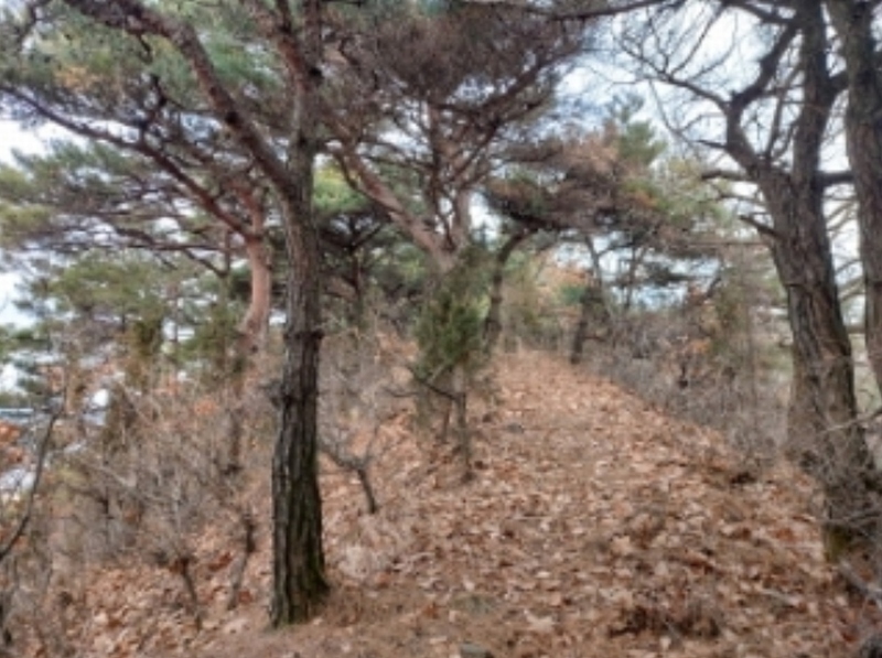 2024타경61573 충청남도 당진시 구룡동 산191-3 임야 경매 이미지