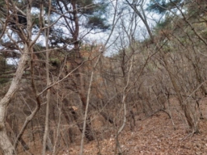 2024타경61573 충청남도 당진시 구룡동 산191-3 임야 경매 이미지