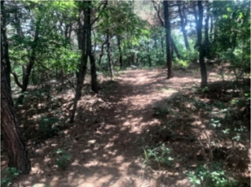 2024타경54988 충청남도 당진시 송악읍 본당리 580-17 임야 경매 이미지
