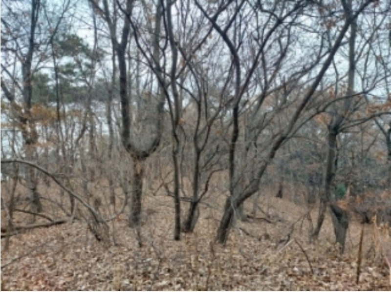 2024타경61092 충청남도 당진시 송악읍 가학리 산26-3 임야 경매 이미지