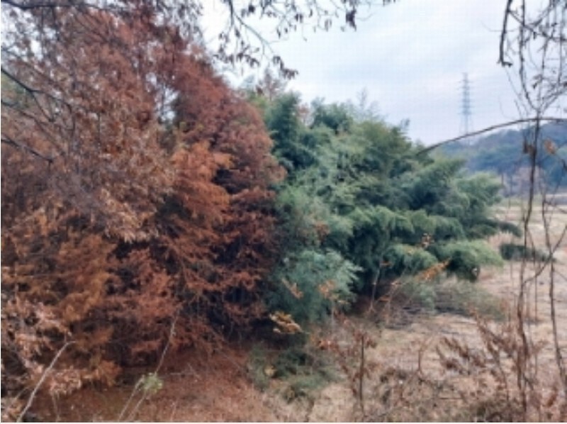 2024타경61092 충청남도 당진시 송악읍 가학리 산26-3 임야 경매 이미지