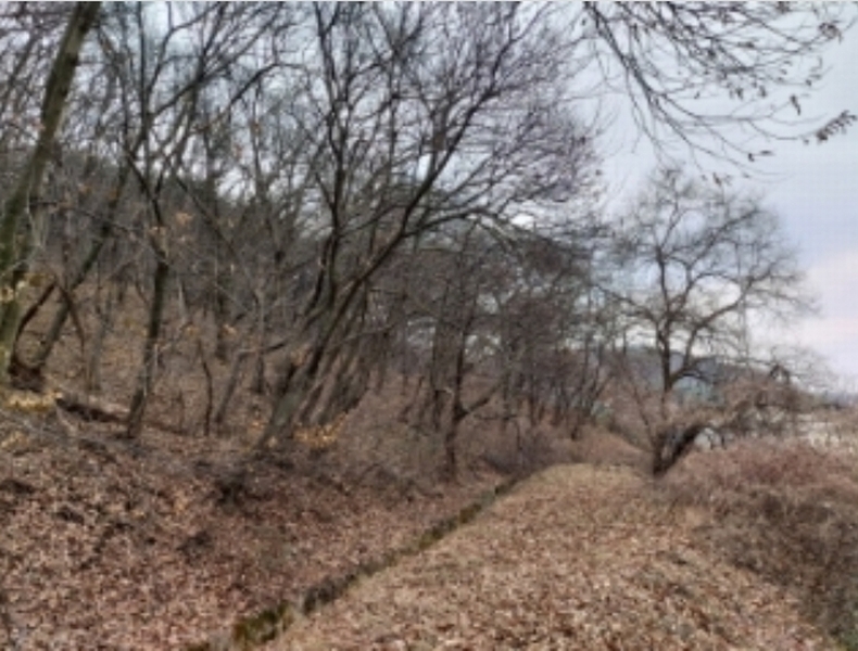 2024타경61504 충청남도 당진시 송산면 금암리 산21 임야 경매 이미지