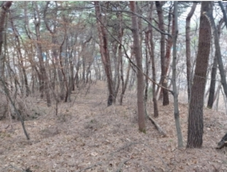 2024타경61504 충청남도 당진시 송산면 금암리 산21 임야 경매 이미지