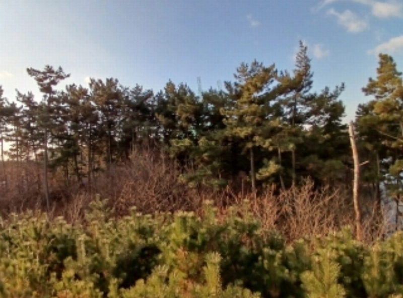 2024타경61689 충청남도 서산시 대산읍 대로리 산141-35 임야 경매 이미지